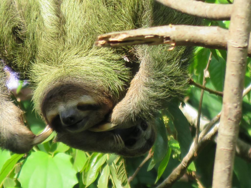 Jungle Creek Aparthotel Manuel Antonio Bagian luar foto