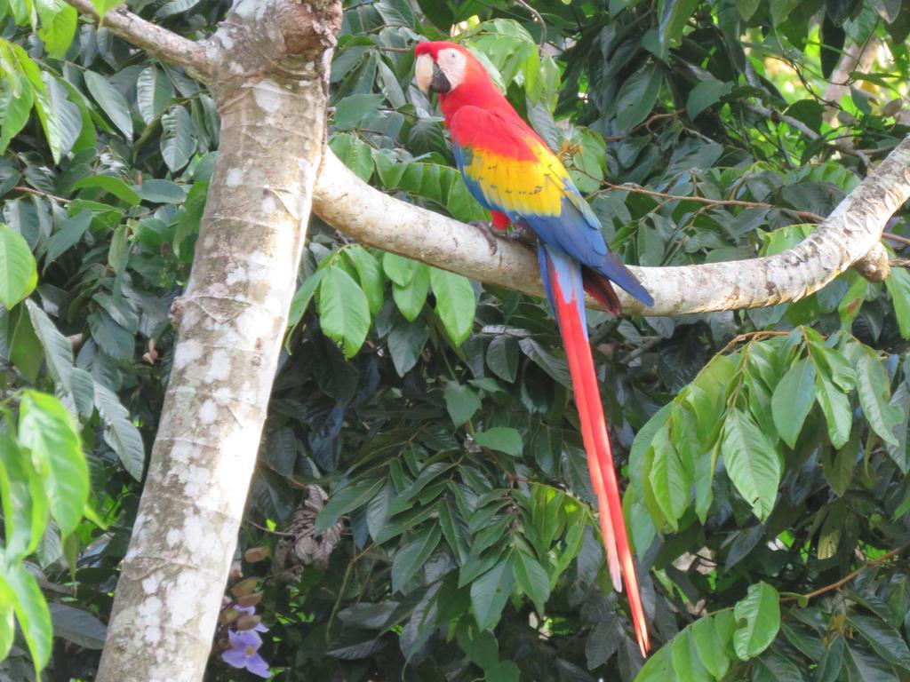 Jungle Creek Aparthotel Manuel Antonio Bagian luar foto